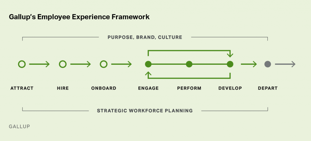 Info graphic showing Gallup’s outline of the employee experience from recruitment to off boarding.